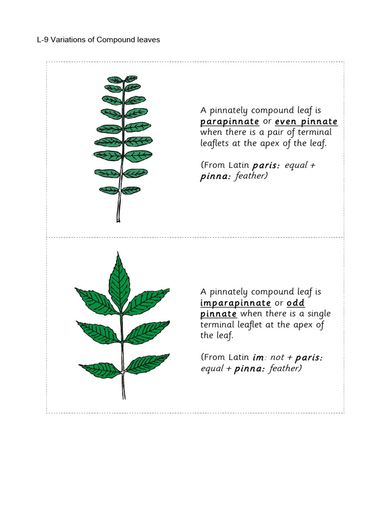 Bio Nomenclature L-9 Variations of Compound Leaves | PDF | Leaf | Botany