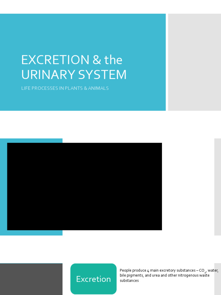 EXCRETION Class Notes 2025 | PDF | Kidney | Organ (Anatomy)