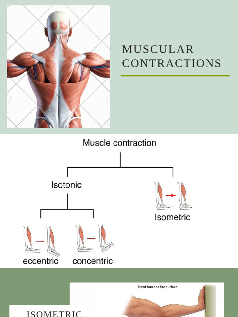 Muscular Contractions | PDF