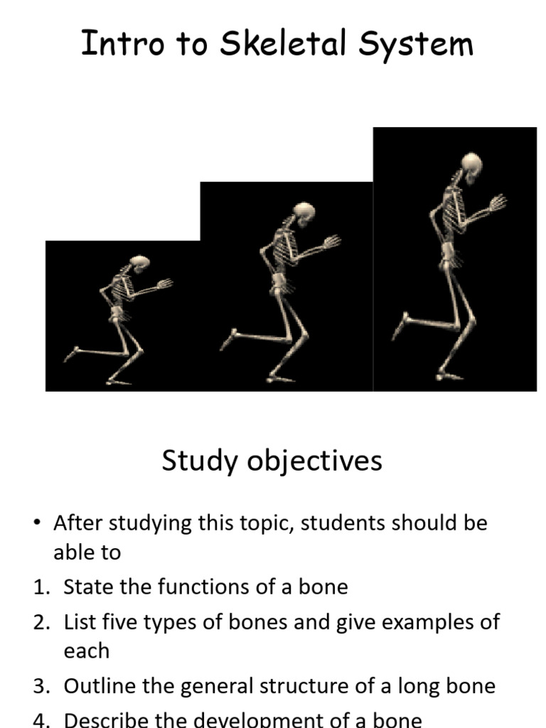 Overview of the Skeletal System Functions | PDF | Bone | Osteoblast