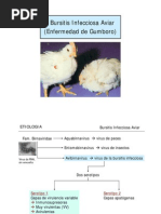 Download Gumboro_Anemia Infecciosa Aviar by Rous Naranjo Reyes SN94937661 doc pdf
