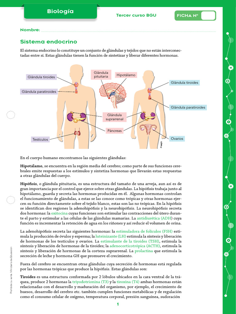 Sistema Endocrino: Glándulas y Hormonas | PDF | Glándula pituitaria ...