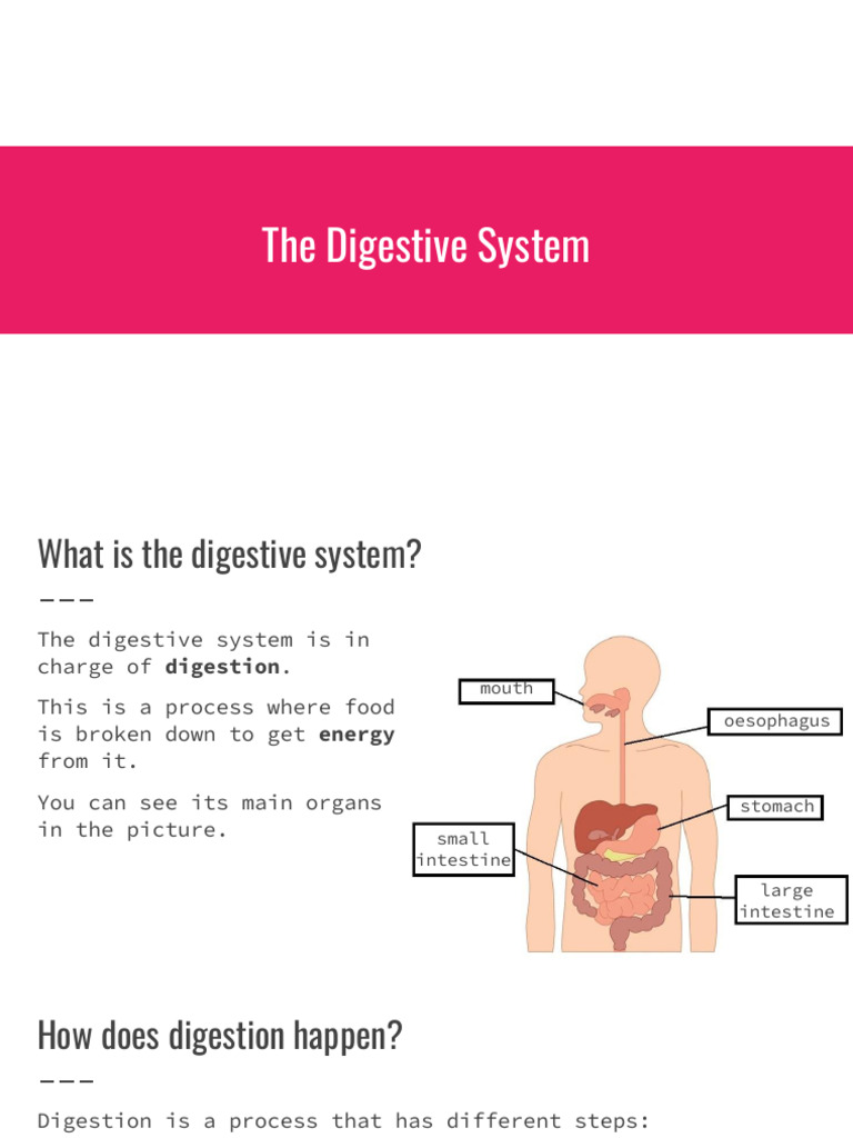 Understanding the Digestive System | PDF