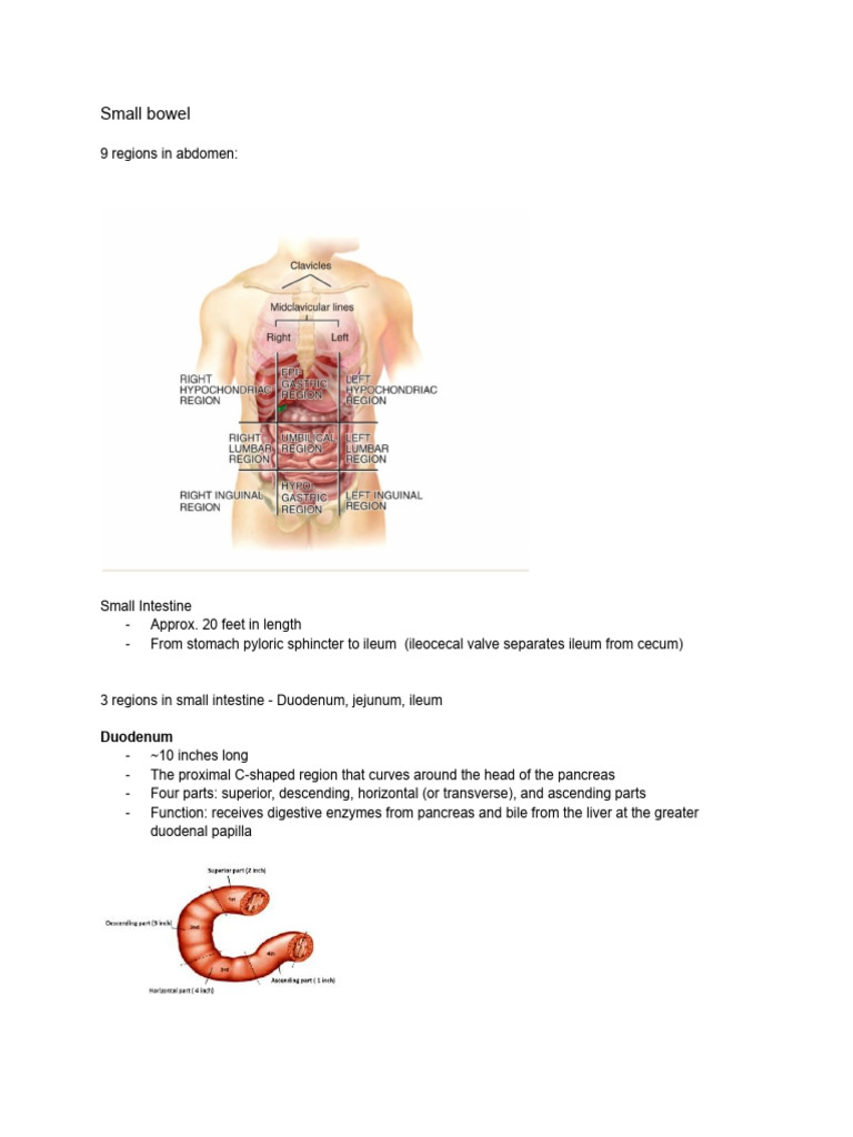 Anatomy and Function of the Small Intestine | PDF
