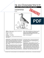 Upland Sandpiper