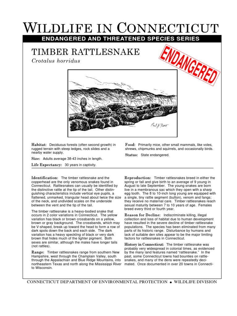 Timber Rattlesnake in Connecticut | PDF