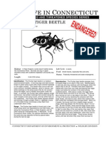 Puritan Tiger Beetle