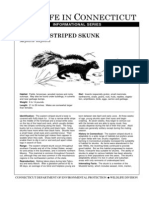 Striped Skunk