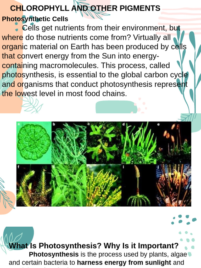 Understanding Photosynthesis Process | PDF | Photosynthesis | Biochemistry