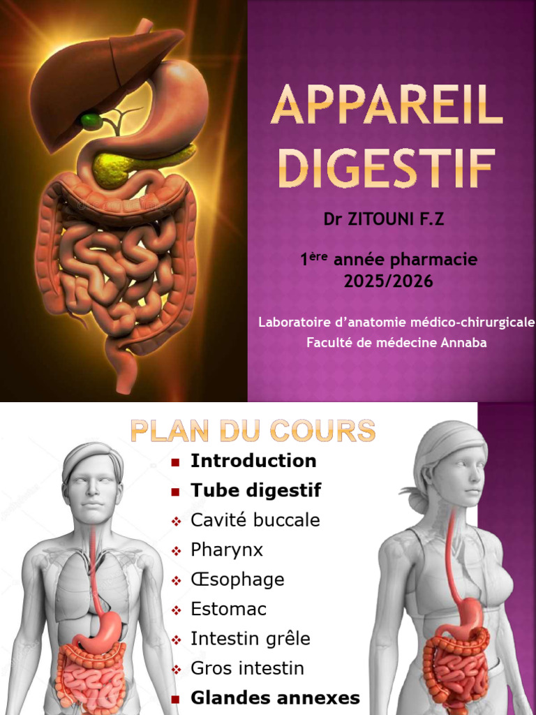Anatomie du tube digestif et annexes | PDF | Tractus gastro-intestinal ...