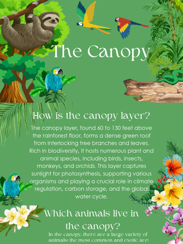 The Canopy | PDF