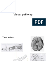 Visual Pathway