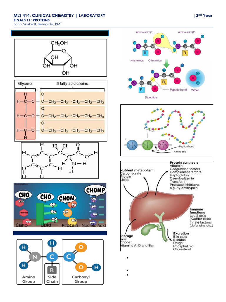 CC Lab - Finals - L1 | PDF | Proteins | Chemistry