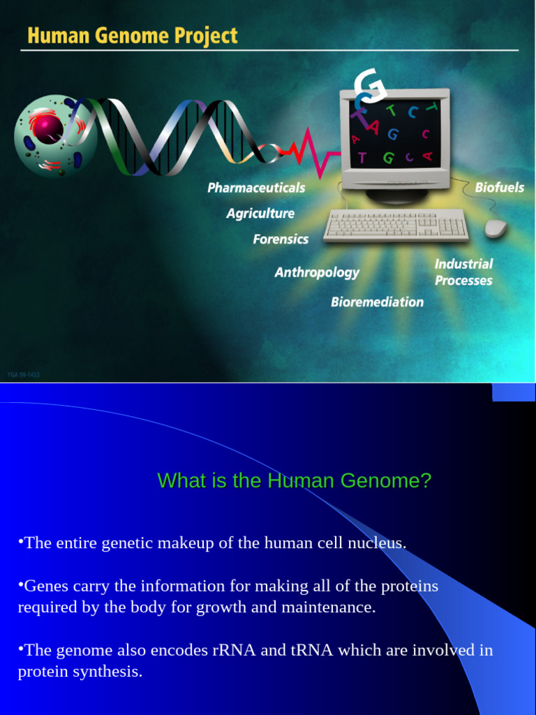 Understanding the Human Genome Basics | PDF | Complementary Dna | Dna ...