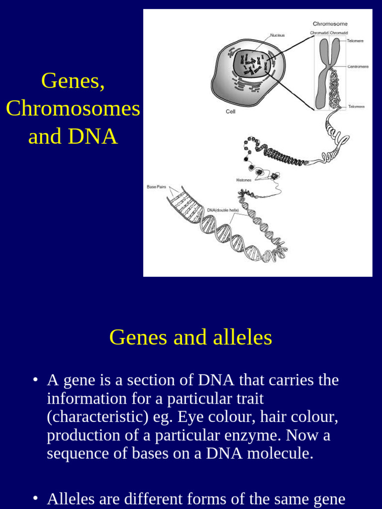 Genes, Chromosomes, DNA, Karyotypes | PDF | Nucleotides | Dna