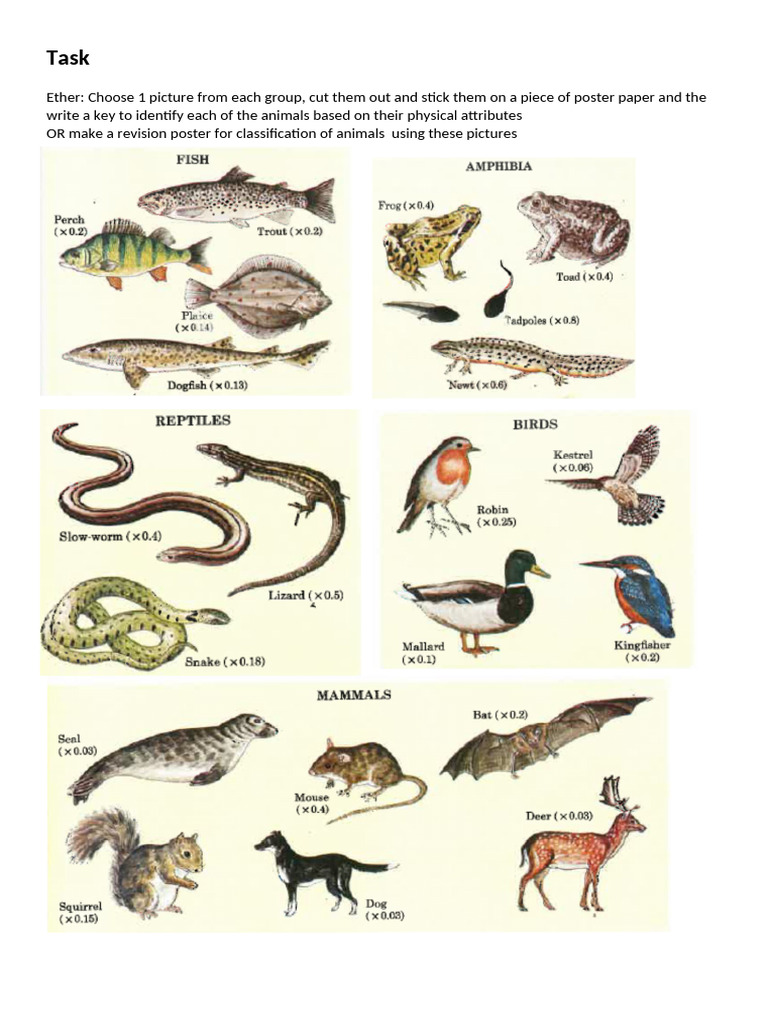 Animal Classification Poster Project | PDF