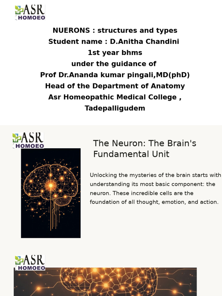 The Neuron The Brains Fundamental Unit - PPTX 20251116 213959 0000 ...