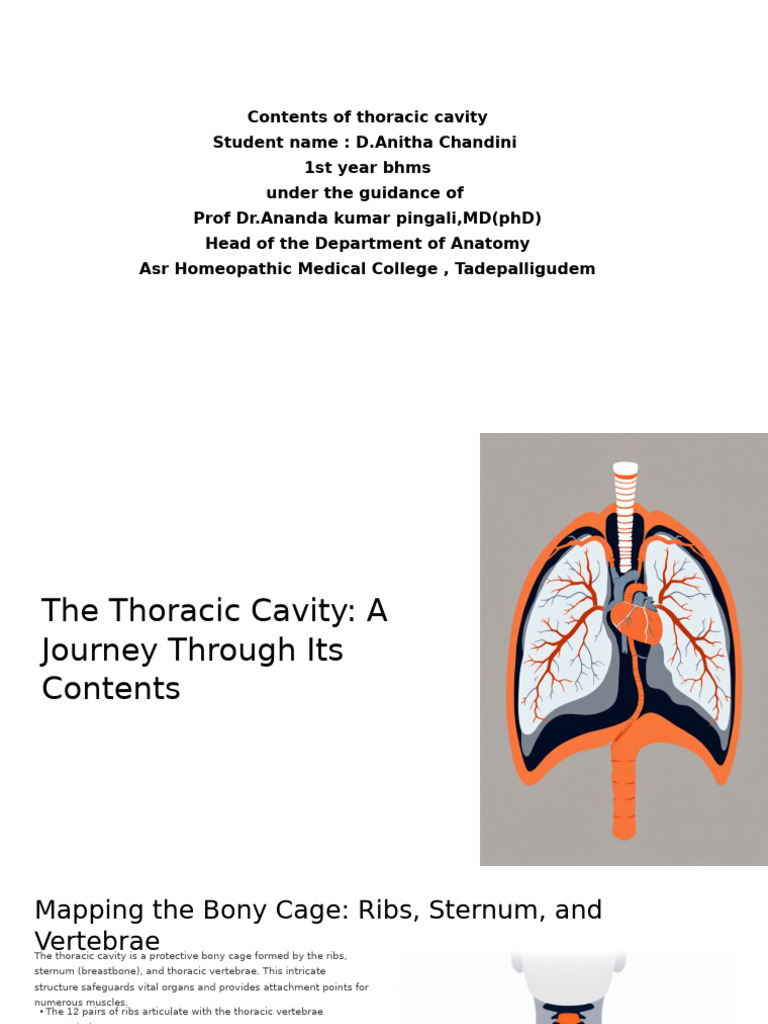 The Thoracic Cavity A Journey Through Its Contents - PPTX 20251116 ...