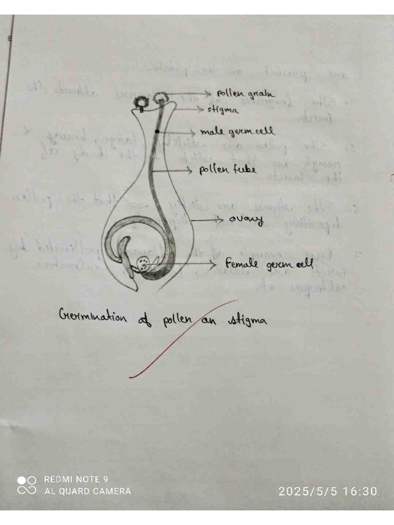 Biology Practical 7 Compressed High | PDF