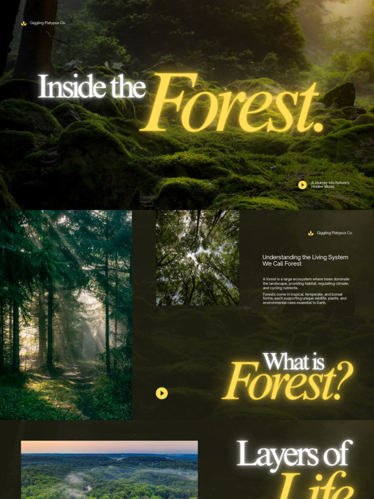 Exploring Forest Ecosystems and Conservation | PDF | Forests | Trees