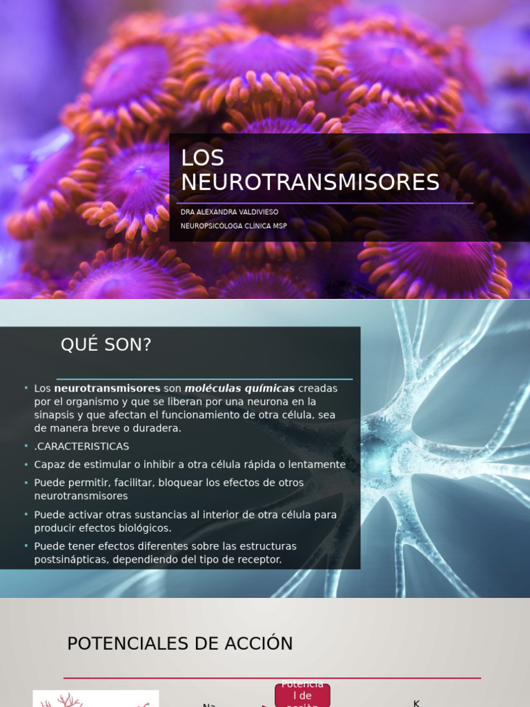 2 Neuro Transm I Sores | PDF | Sinapsis | Neurotransmisor