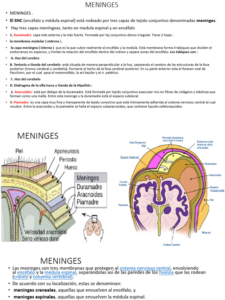 Meninges | PDF | Fluido cerebroespinal | Médula espinal