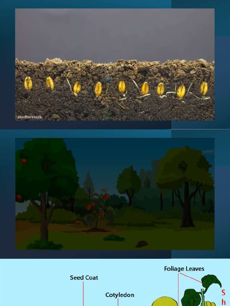 Understanding Seed Germination Process | PDF
