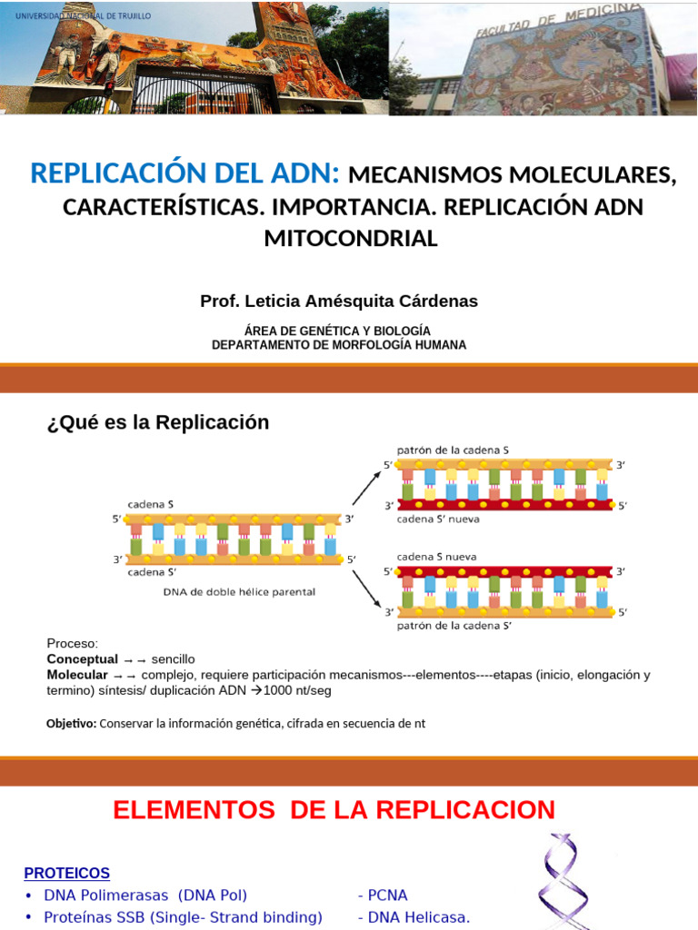 Mecanismos de Replicación del ADN | PDF | Replicación De Adn | Adn