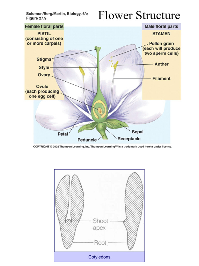 Basal Angio s | PDF | Seed | Plant Morphology