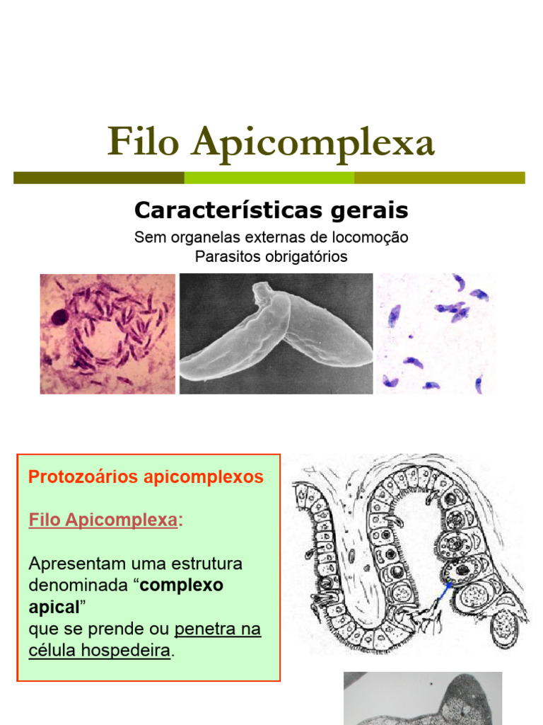 Características do Filo Apicomplexa | PDF | Ciências da Vida ...