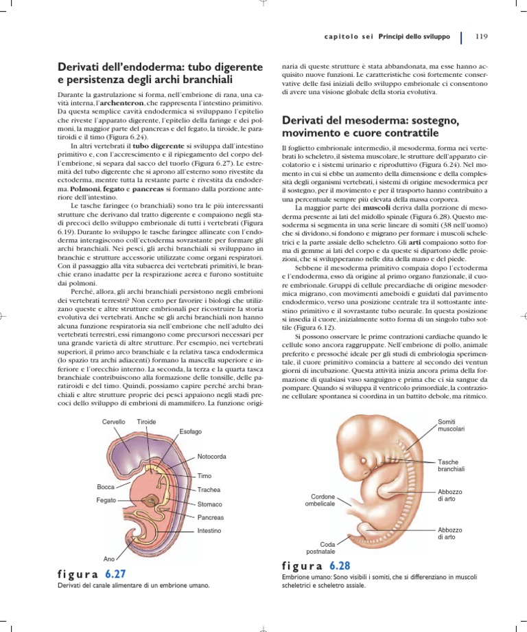 Dirivati Dall'Endoderma e Mesoderma | PDF