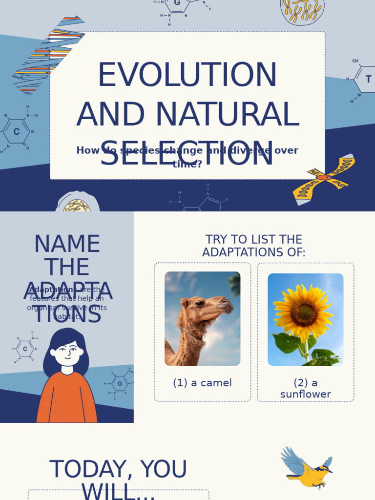 Evolution and Natural Selection Explained | PDF | Natural Selection ...
