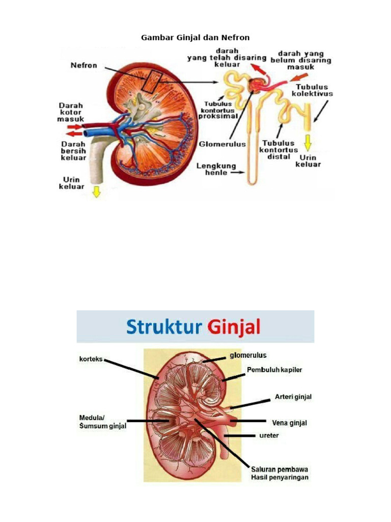 Gambar Ginjal Dan Nefron | PDF