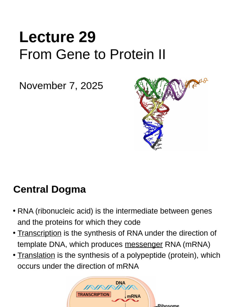Lecture 29 (November 7) | PDF | Translation (Biology) | Messenger Rna