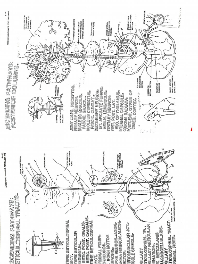 Worksheet Pathway | PDF