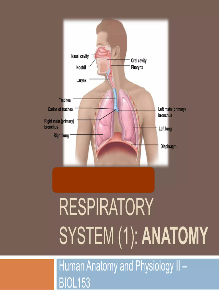 Respiratory System | PDF | Respiratory Tract | Lung