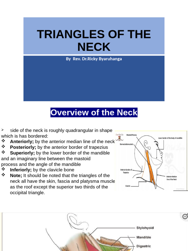 Anatomy of Neck Triangles Explained | PDF | Common Carotid Artery | Neck