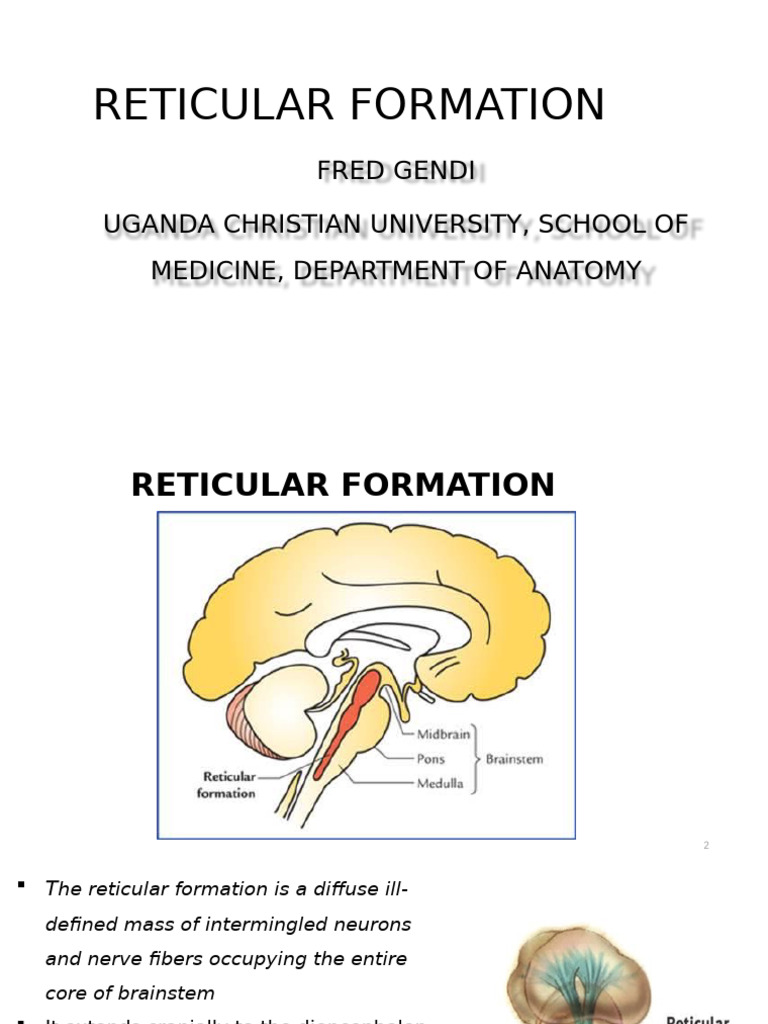 Understanding Reticular Formation Functions | PDF | Brainstem | Spinal Cord