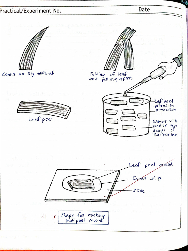 Class 10th Science Lab Manual Handwritten Activities (Biology) | PDF