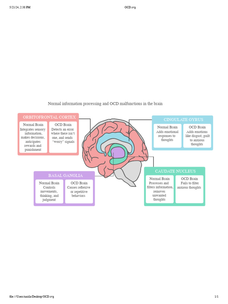 Brain Functioning in OCD vs. Normal | PDF