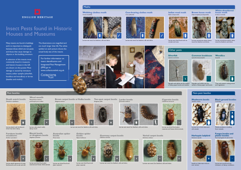 Insect Pests in Historic Buildings | PDF | Beetle | Pest (Organism)