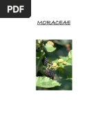 Download MORACEAE by Ginna Vallejo SN95001853 doc pdf