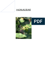 MORACEAE