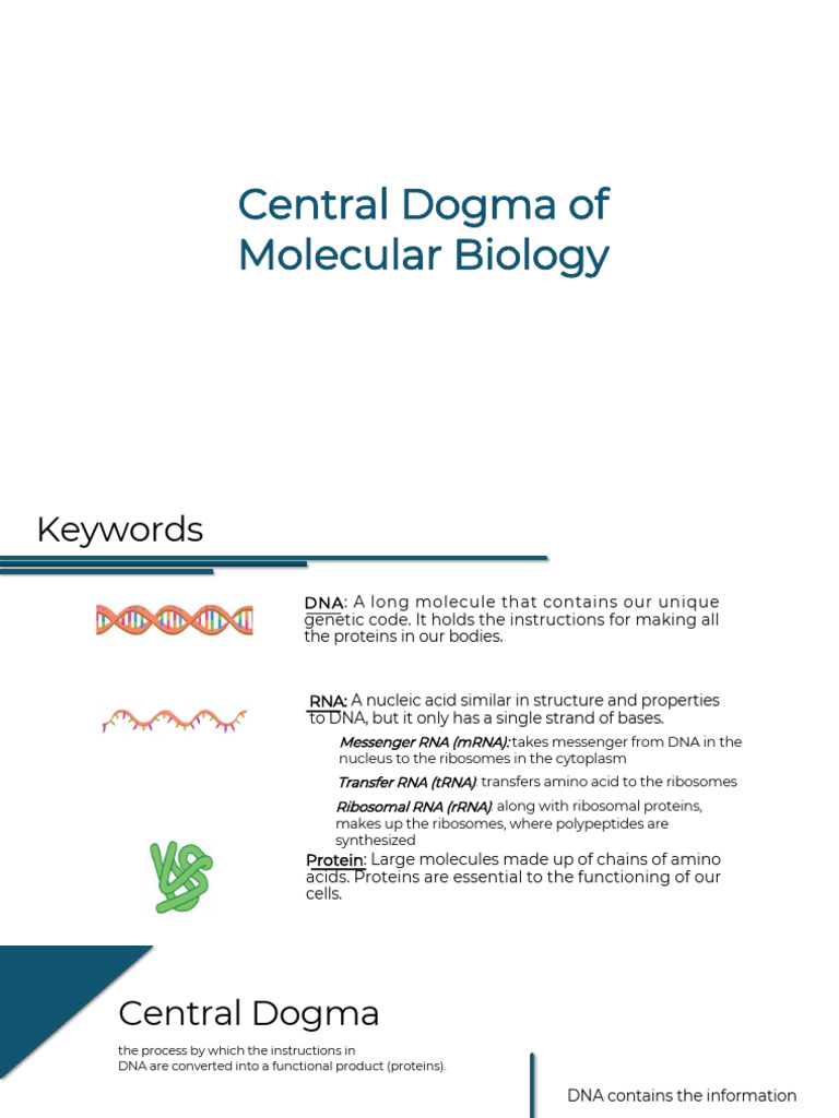 Central Dogma of Molecular Biology Explained | PDF | Rna | Messenger Rna