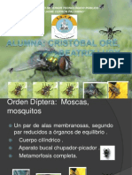 Orden Diptera