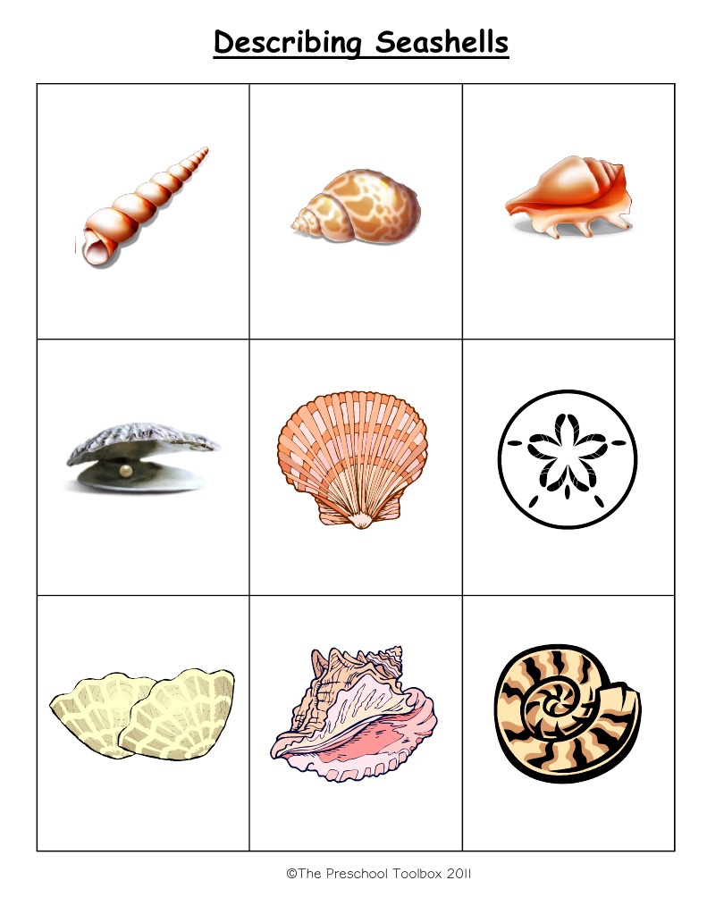 Describing Seashells | PDF