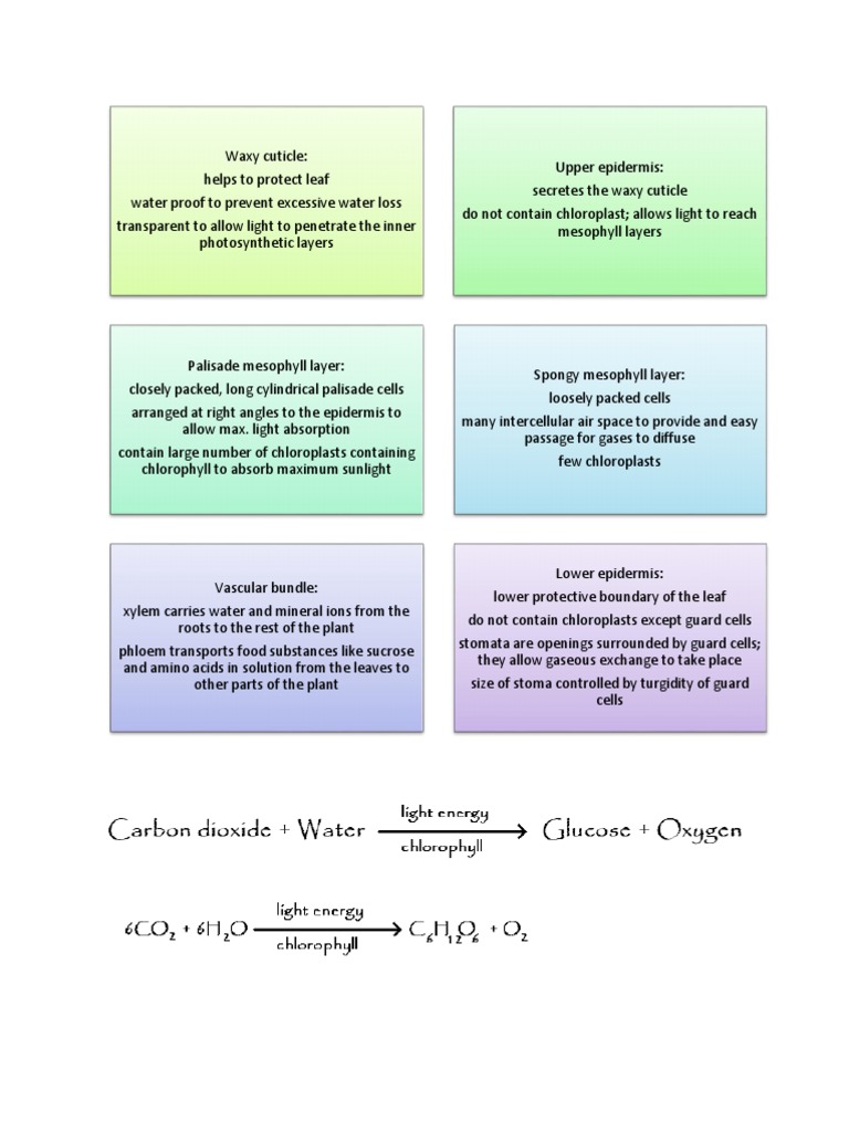 Examples of cam plants picture