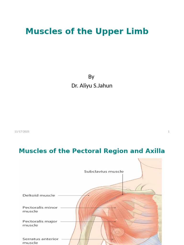 Upper Limb Muscle Anatomy Guide | PDF | Hand | Arm