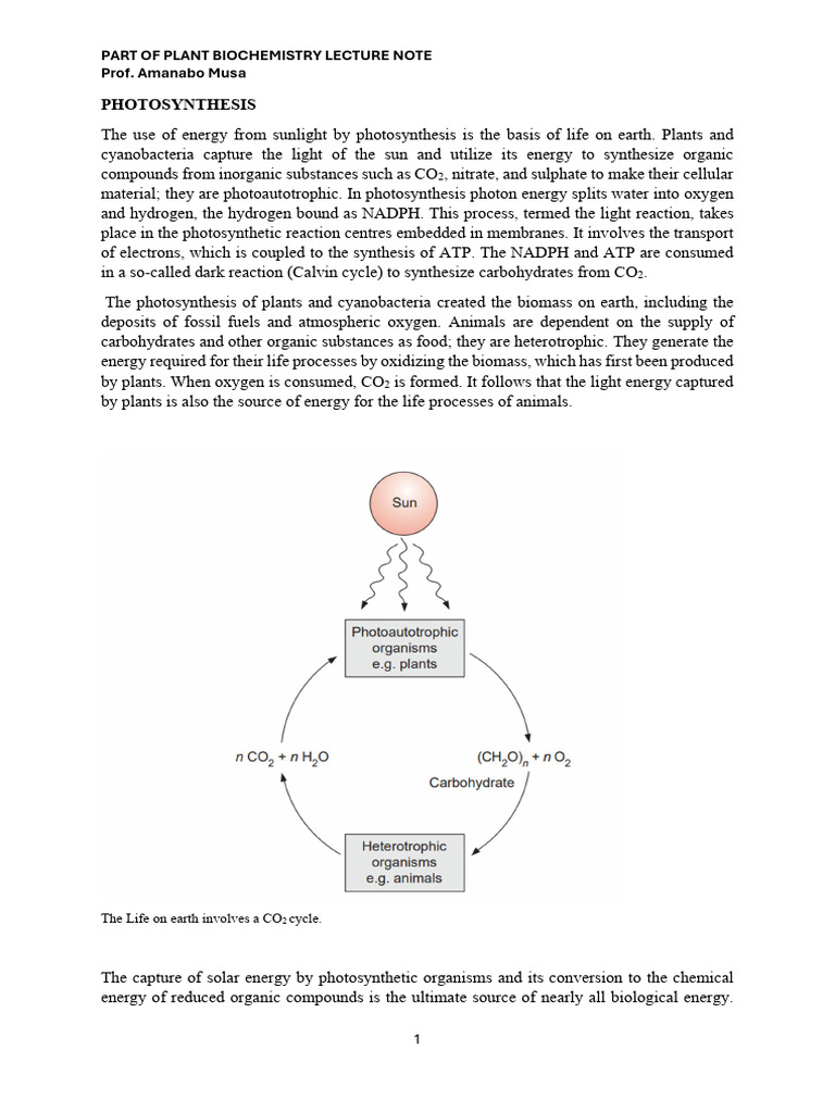 Understanding Plant Photosynthesis Process | PDF | Photosynthesis ...