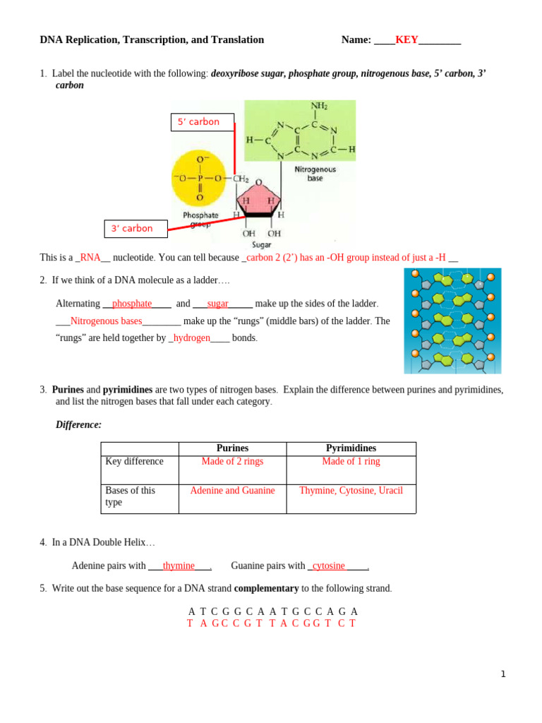 DNA Structure and Protein Synthesis Guide | PDF | Rna | Dna